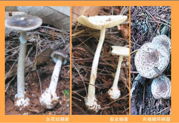 最新！湖南“紅黃綠燈”蘑菇圖鑒請收好，這些蘑菇不要隨意采食(圖2)