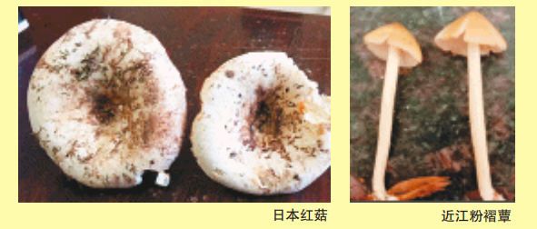最新！湖南“紅黃綠燈”蘑菇圖鑒請收好，這些蘑菇不要隨意采食(圖6)