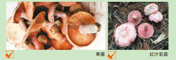 最新！湖南“紅黃綠燈”蘑菇圖鑒請收好，這些蘑菇不要隨意采食(圖5)