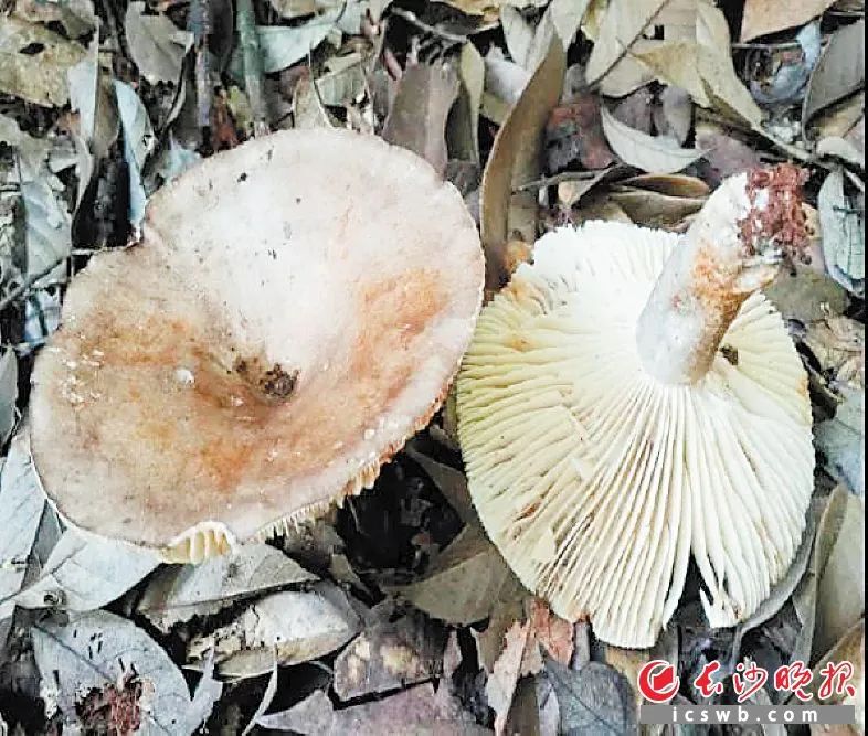 最新！湖南“紅黃綠燈”蘑菇圖鑒請收好，這些蘑菇不要隨意采食(圖7)